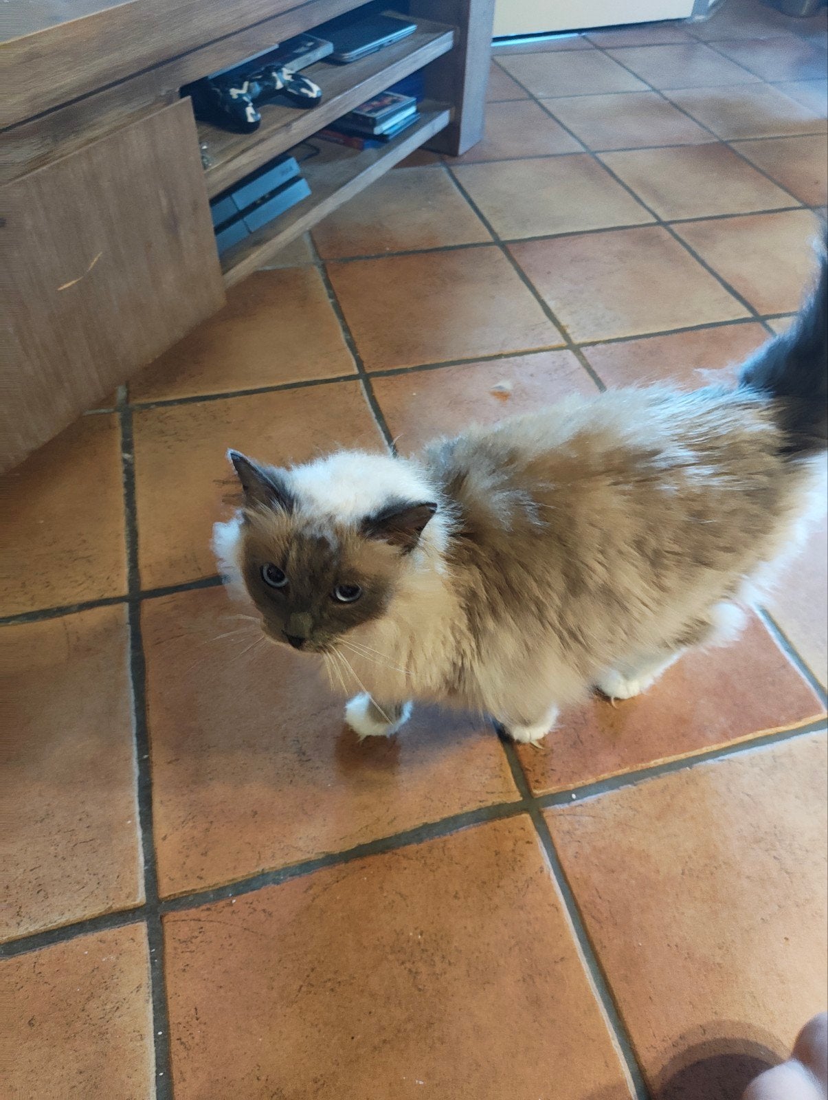 Ragdoll Poes en Kater herplaatsing, Meerdere dieren, Langharig, 6 jaar of ouder