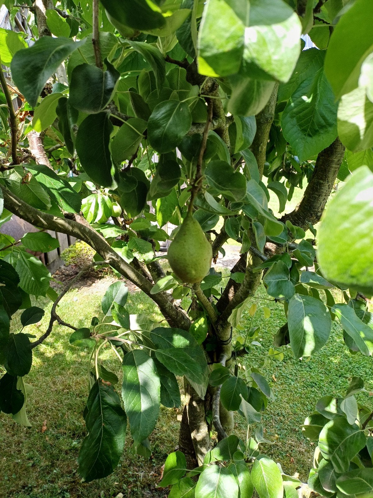 Appel, peer, pruim en kersen, Ophalen