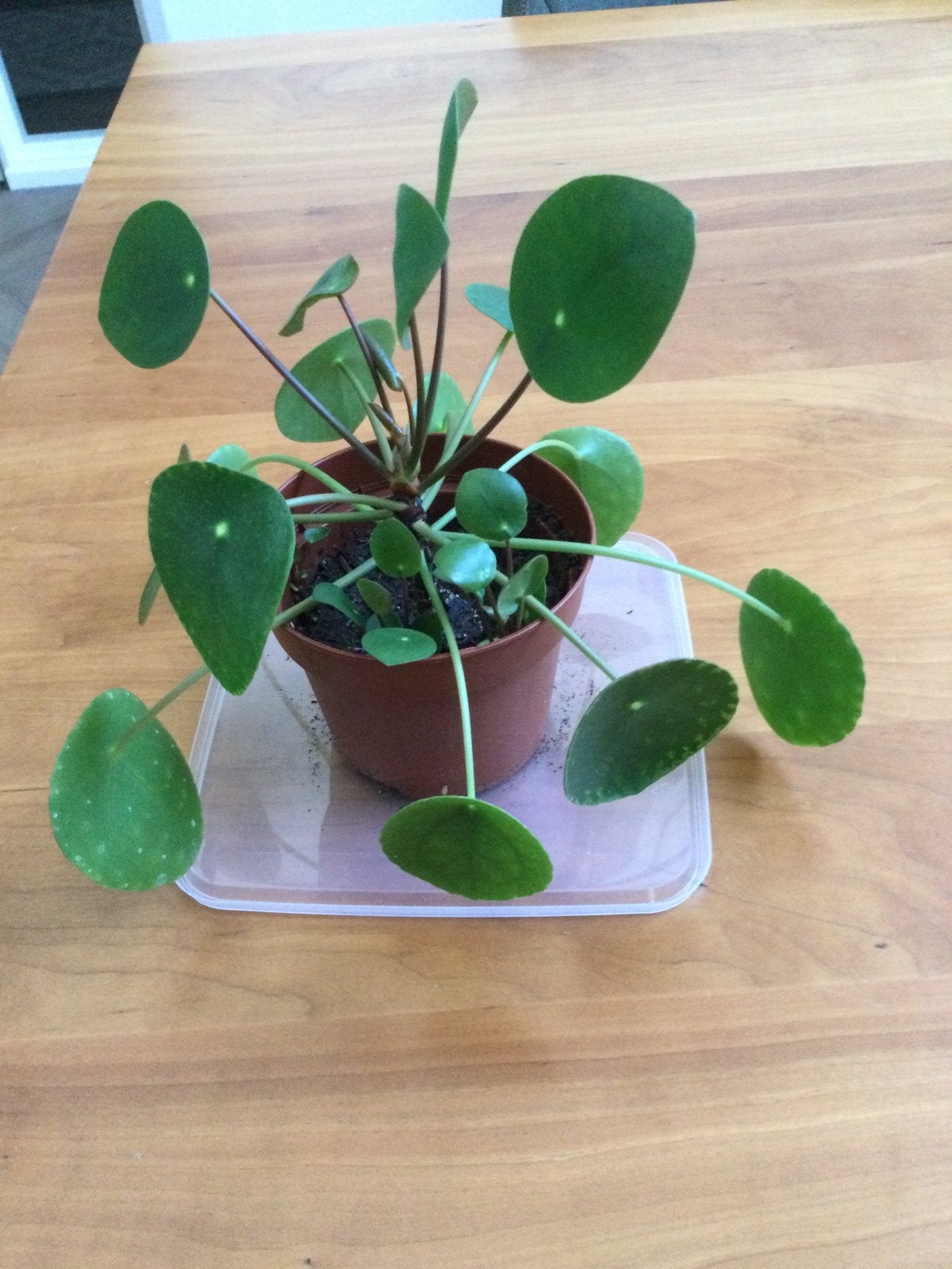 Mooie pannenkoek plant met meerdere stekjes €5,00, Huis en Inrichting, Kamerplanten, Ophalen of Verzenden