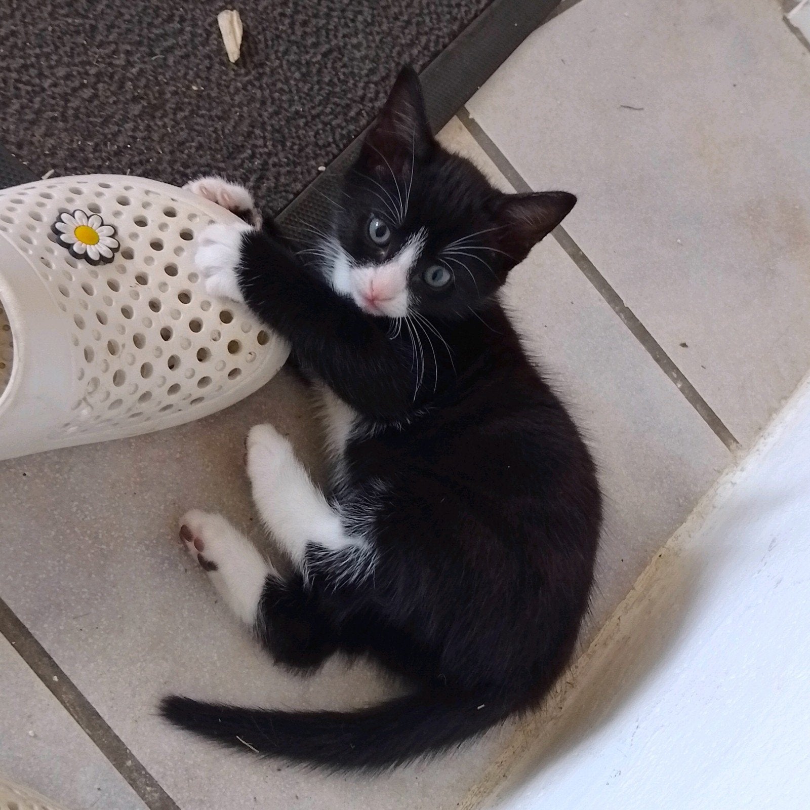lieve kittens zwart/wit, Dieren en Toebehoren, Katten en Kittens | Overige Katten, Meerdere dieren, Kortharig, 0 tot 2 jaar