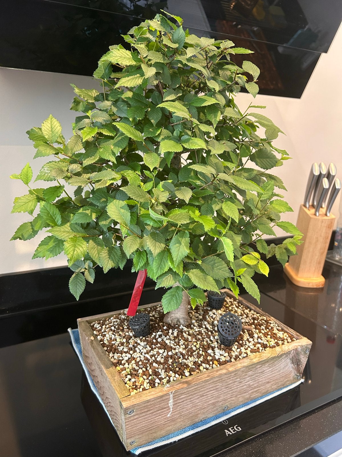Prachtige Ulmus hollandica bonsai in houten krat, Vaste plant, Bloeit niet, Halfschaduw, Ophalen