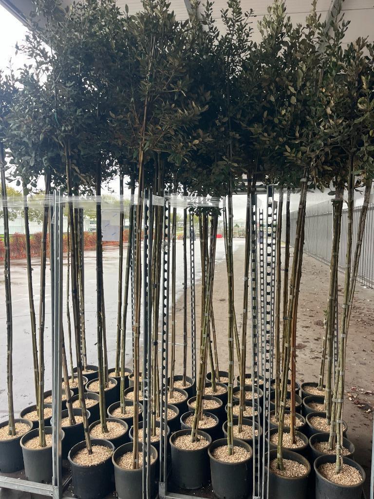 Steeneik op stam, Quercus Ilex, bladhoudend Vanaf € 59,50, Overige soorten, Lente, 100 tot 250 cm, Ophalen