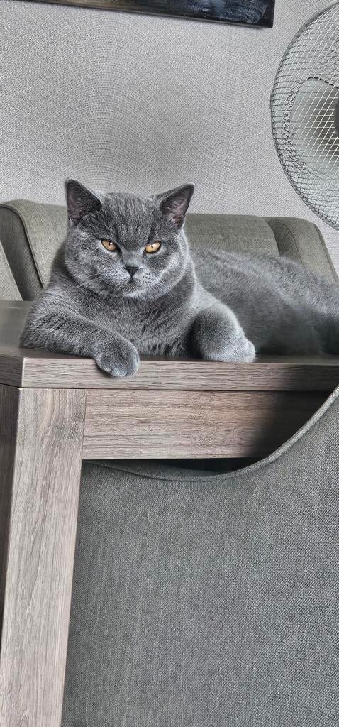 Britse Korthaar Dekkater met Dekkinggarantie ( Niet te koop)