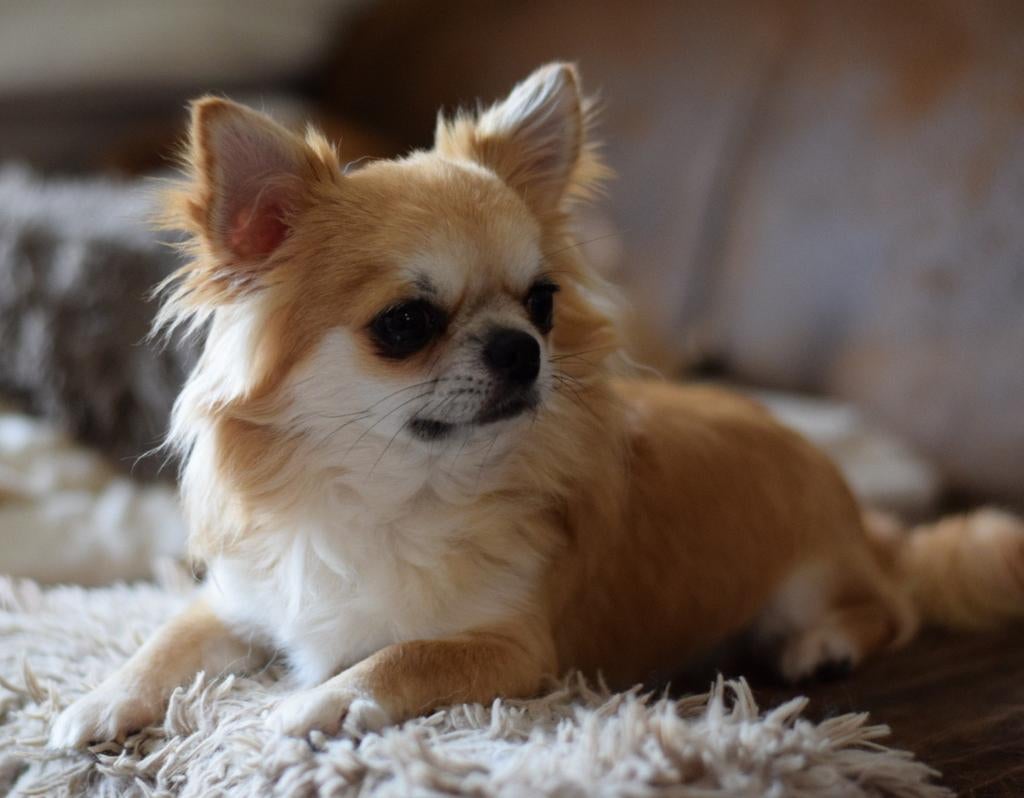 Chihuahua dekreu FCI stamboom, 6 jaar of ouder, Parvo, Reu, Eén hond
