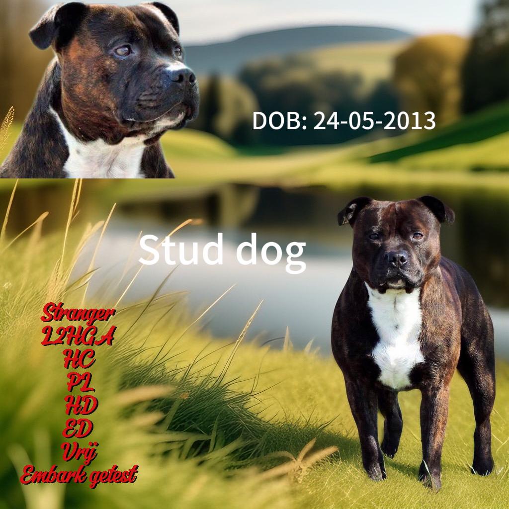 Staffordshire bull terrier/ engelse stafford dekreu, Dieren en Toebehoren, 6 jaar of ouder, Reu, Parvo, Eén hond