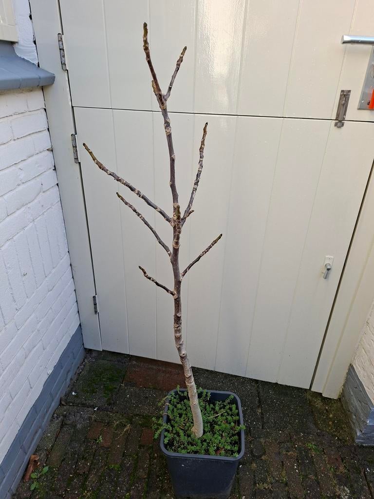 Walnoot boom 4 jaar oud, Ophalen, Volle zon, Overige soorten