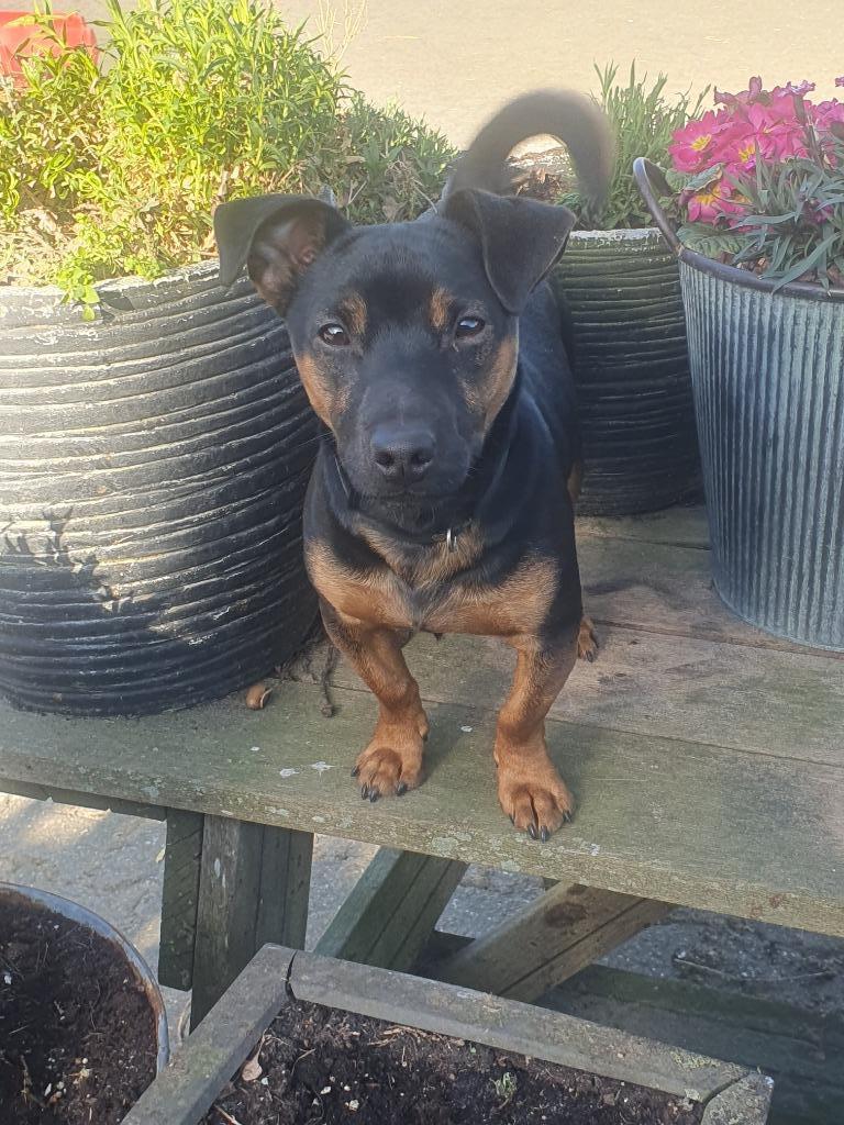 Dekreu Black and Tan Jack Russel Terriër., Reu, Parvo, Eén hond, 3 tot 5 jaar