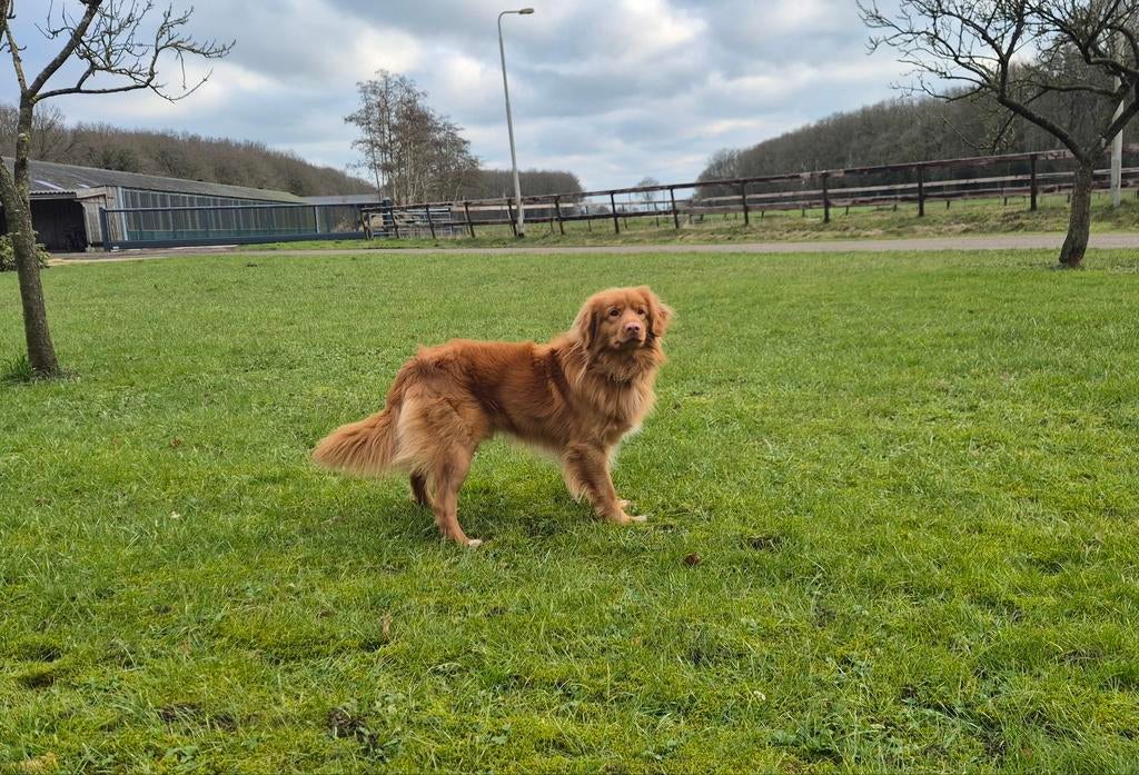 Dekreu Nova Scotia Duck Tolling Retriever (Toller), Reu, Parvo, Eén hond, 3 tot 5 jaar