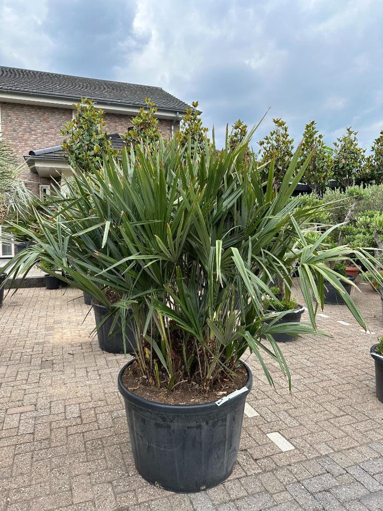 Rhapidophyllum hystrix 140/160 cm planthoogte te koop, Tuin en Terras, Planten | Bomen, Palmboom, 100 tot 250 cm, Volle zon, Zomer