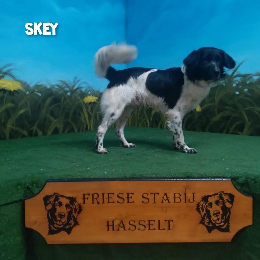 Staat ter dekking friese stabij dekreu skey, Dieren en Toebehoren, Teef, Parvo, Meerdere, 3 tot 5 jaar