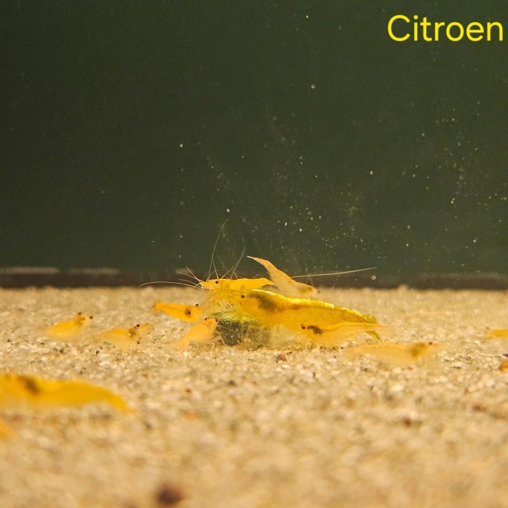 Citroengarnaal (Neocaridina davidii sp.), Dieren en Toebehoren, Kreeft, Krab of Garnaal, Zoetwatervis, Schoolvis