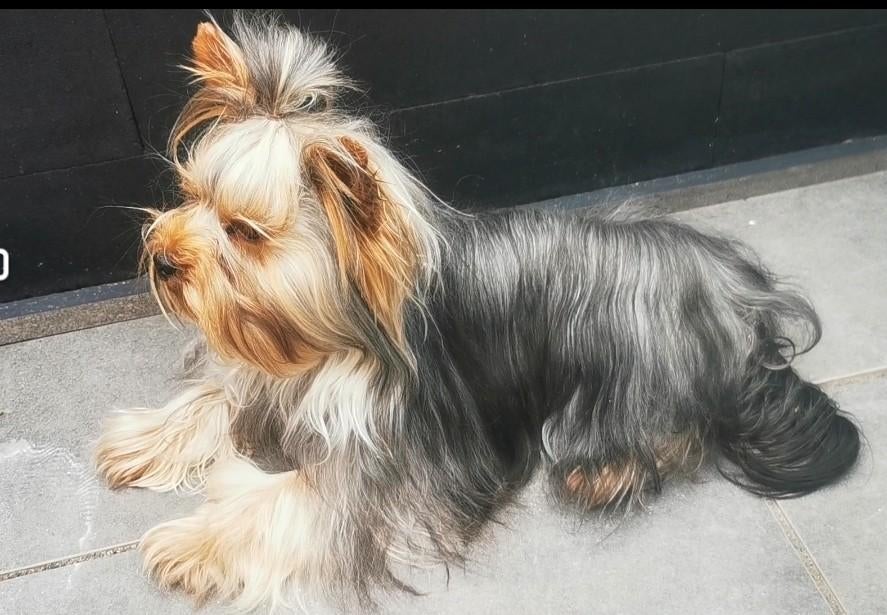 2 Kleine Yorkshire Terriër dekreutje .  1 met fci stamboom, Yorkshire Terriër, Reu, 1 tot 2 jaar, Parvo