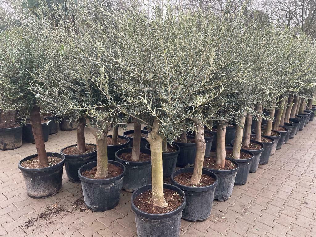 Olijfboom - Olijfbomen - Olea europaea stamomtrek 20/30 cm, Ophalen of Verzenden, 100 tot 250 cm, Olijfboom, Zomer