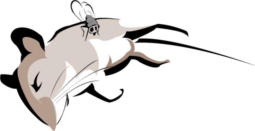 Bas grafisch ontwerp & illustrator, Design of Ontwerp