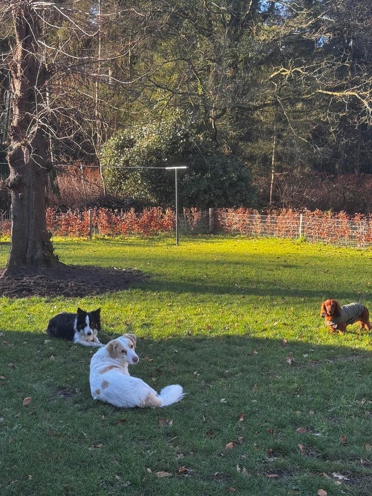 Hondenoppas in huiselijke sfeer- in het bos, Particuliere oppas