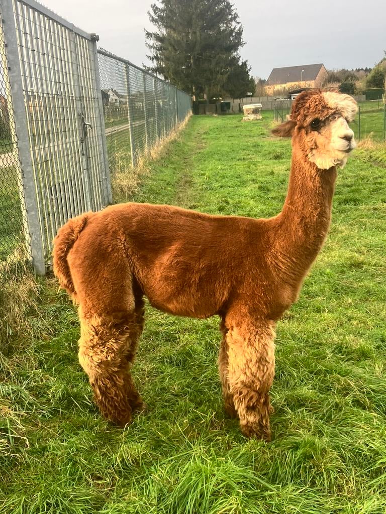 alpaca dekhengst meerdere kleuren, Dieren en Toebehoren, Mei, Mannelijk