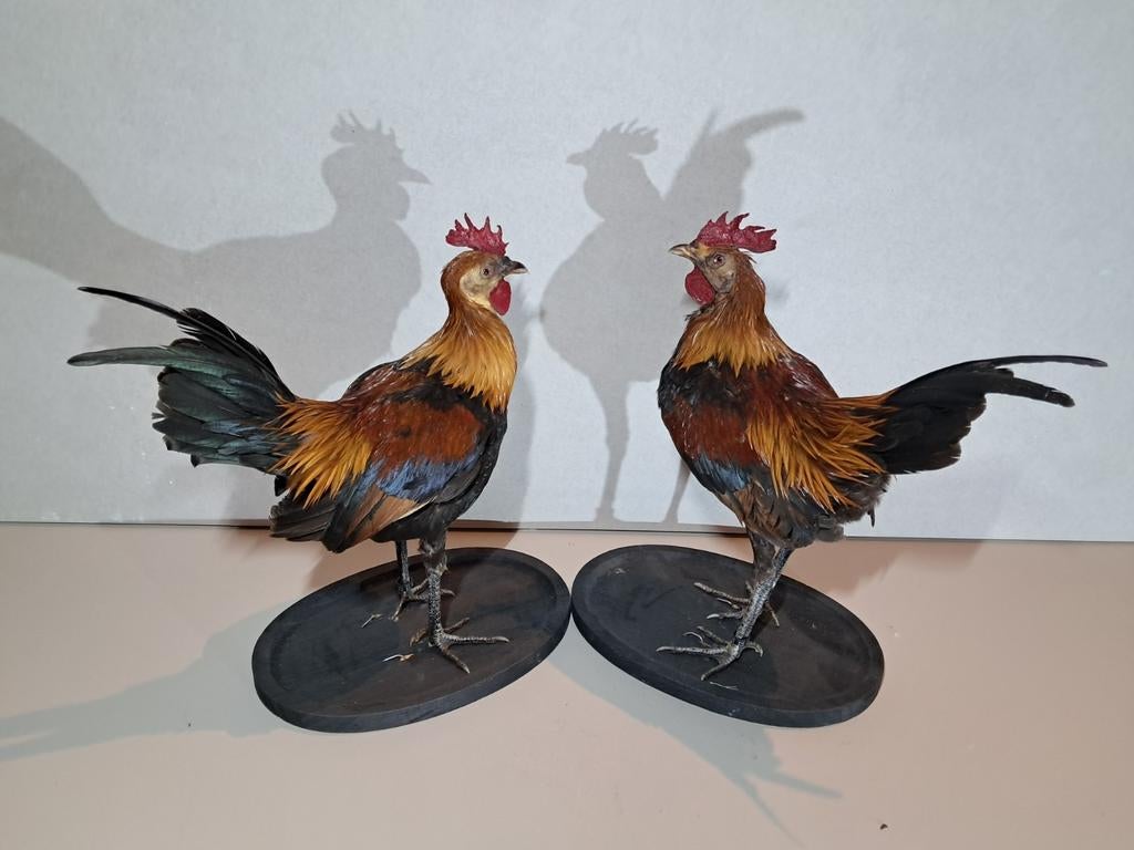 Opgezette Hanen – Prachtige Taxidermie Landelijk decoratie, Ophalen of Verzenden, Zo goed als nieuw, Boerderijdier, Opgezet dier