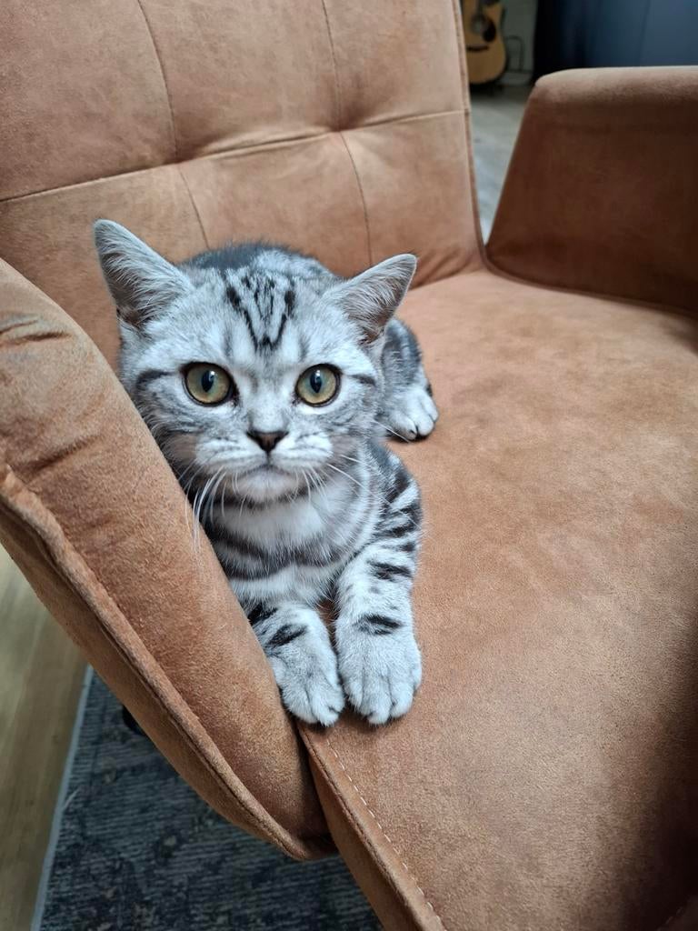 Britse korthaar met stamboom 🐱🐾, Dieren en Toebehoren