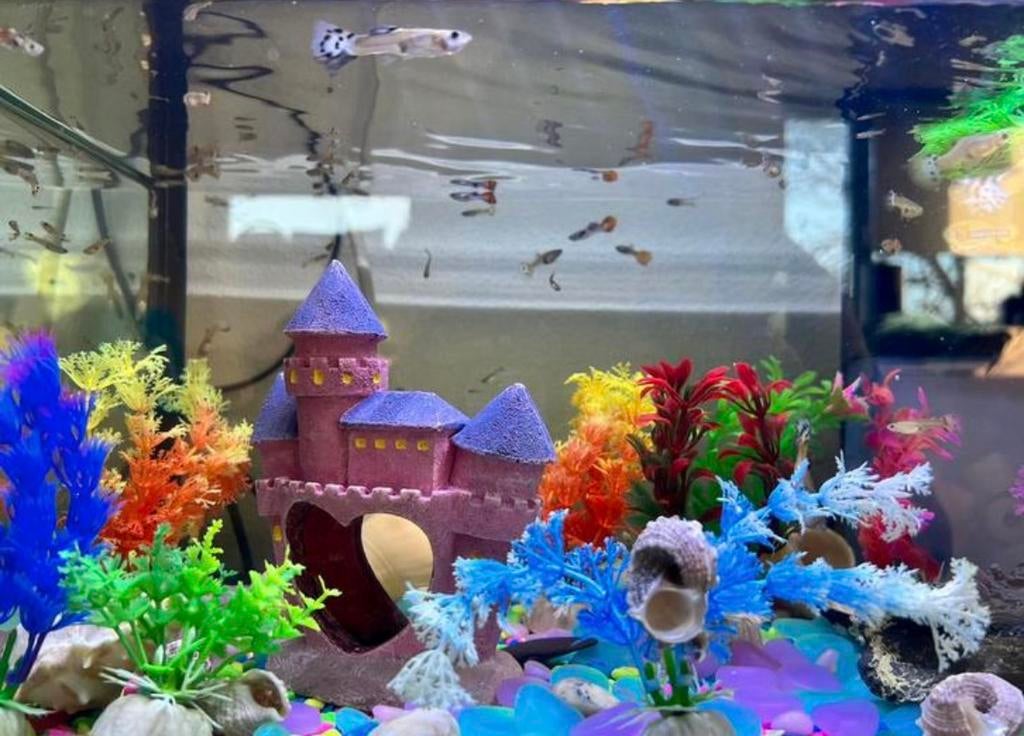 Guppy’s max 15/20 stuks mix, Eén persoon