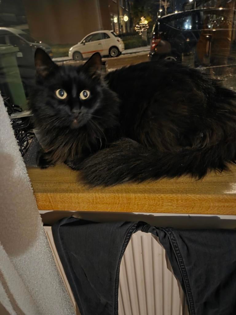 Halve Maincoon Kater