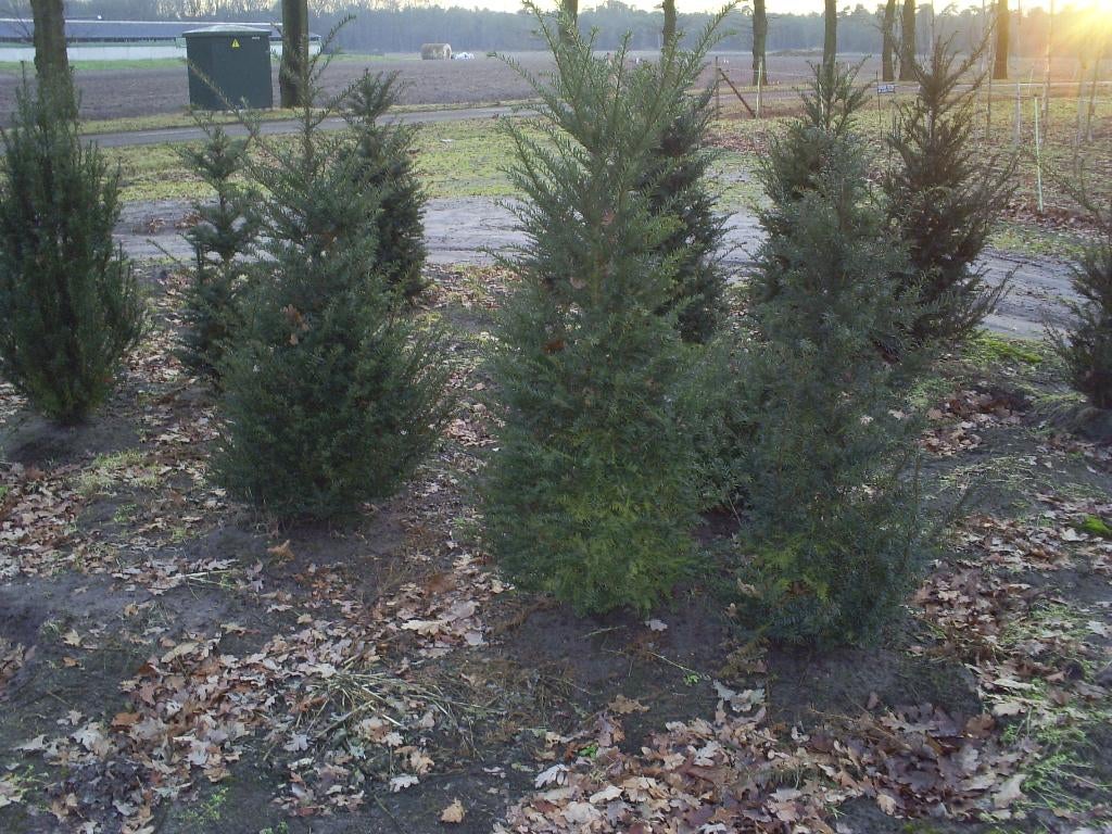 taxus baccata, Ophalen, Taxus, Haag, 100 tot 250 cm