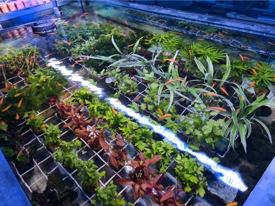 Aquariumplanten - Aquarium planten bij Koidreams in Valburg, Overige typen