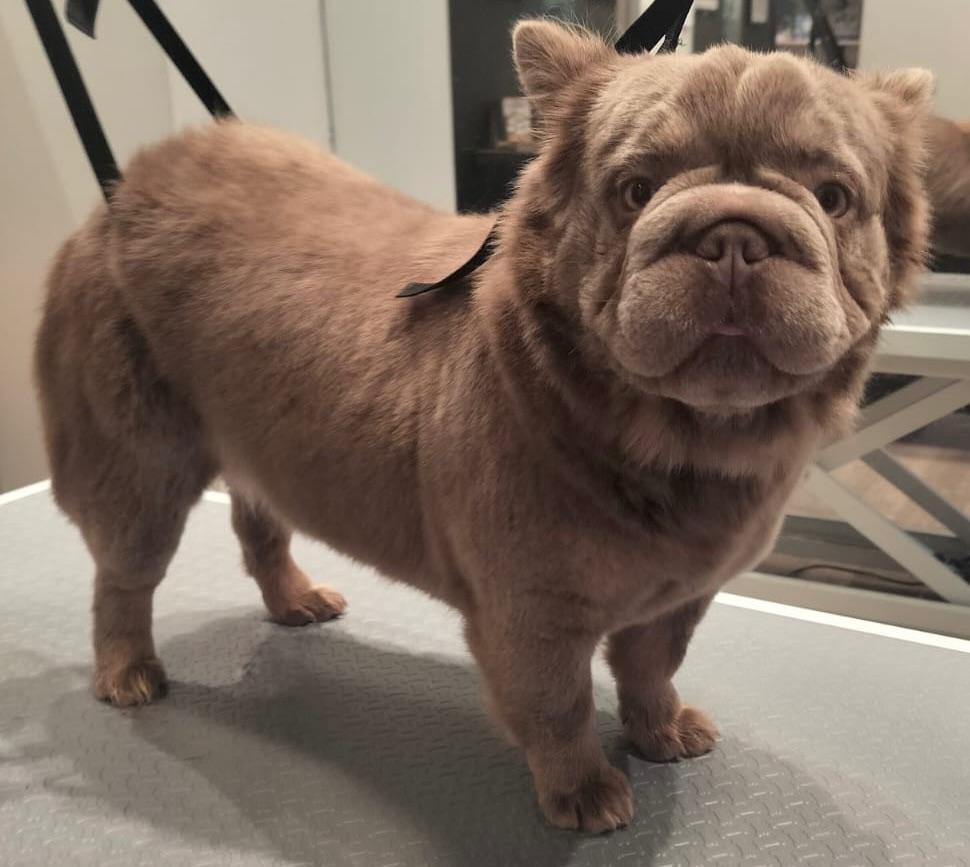 Prachtig Fluffy Franse Bulldog new shade, Dieren en Toebehoren, Honden | Bulldogs, Pinschers en Molossers, België, Fokker | Hobbymatig
