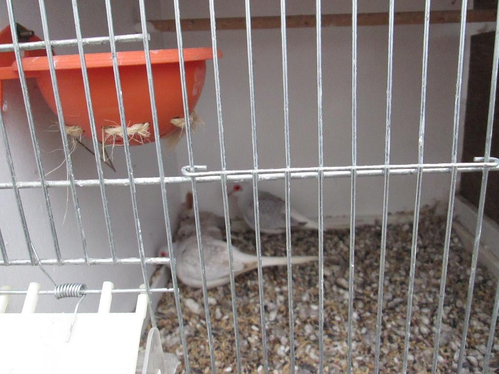 koppel diamand duifjes+2jongen  15euro, Meerdere dieren, Overige soorten
