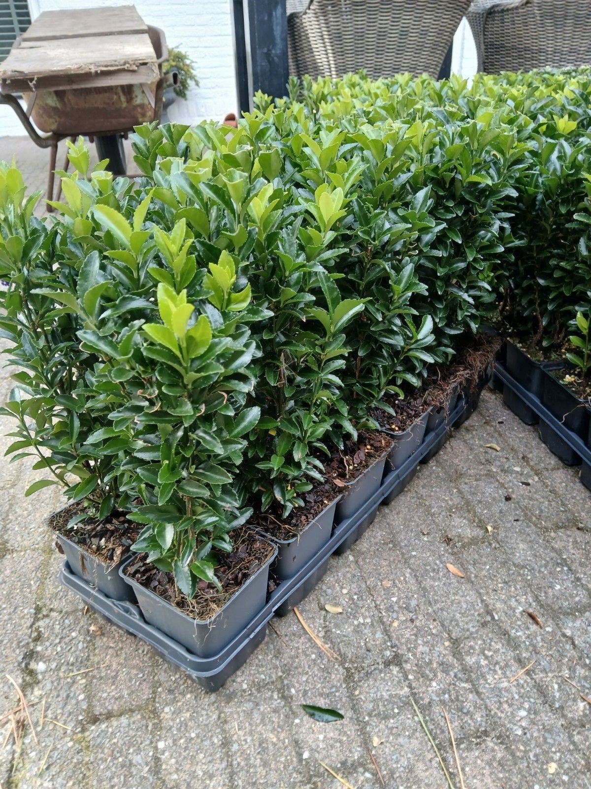 Haagplantjes te koop!!, Tuin en Terras, Ophalen, Overige soorten, Haag, Minder dan 100 cm