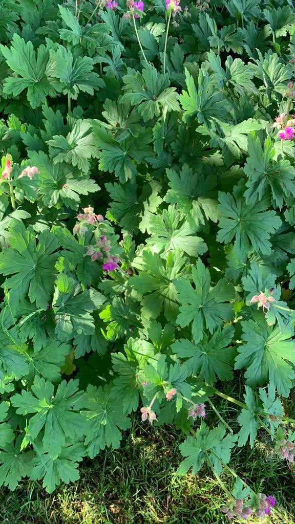 Geranium ooievaarsbek stekjes, Ophalen, Overige soorten, Volle zon