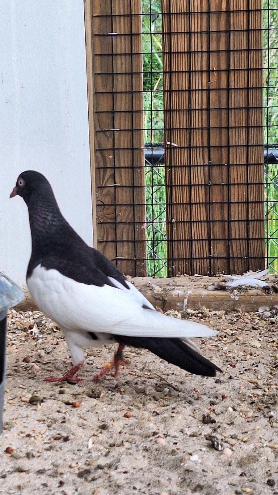mooie jonge duiven eksterduif sierduif wit, Meerdere dieren, Postduif
