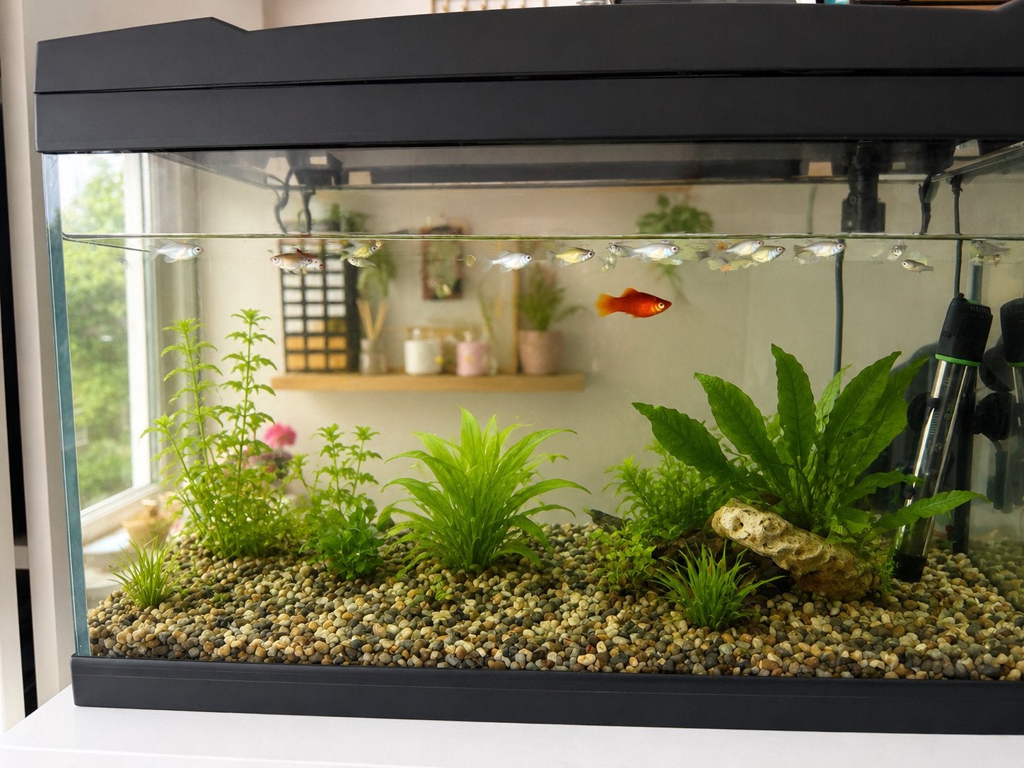 Aquarium inclusief vissen, Dieren en Toebehoren, Ophalen, Zo goed als nieuw, Gevuld zoetwateraquarium