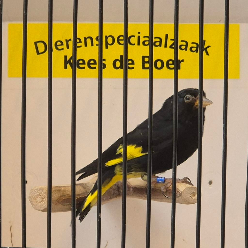 Zwarte sijs man, Mannelijk, Geringd