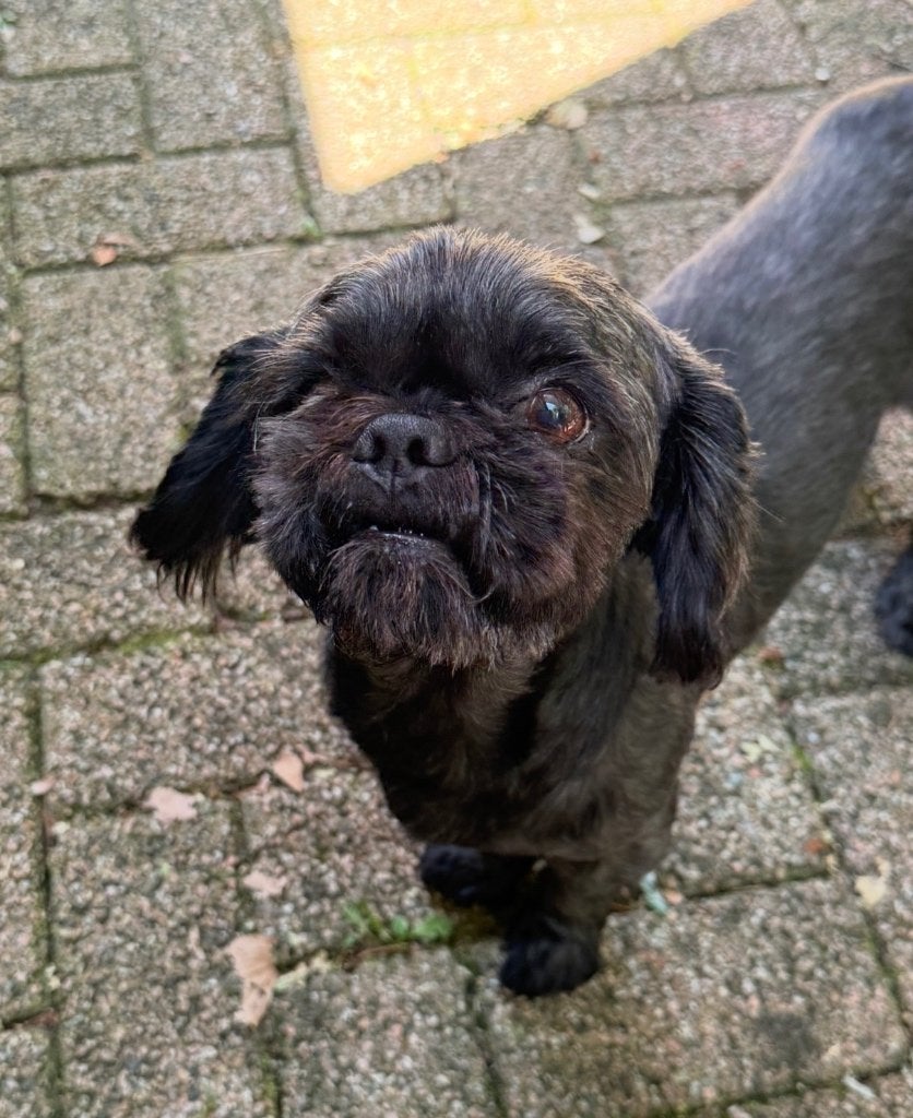 Pip zoekt een gouden mandje 💛🐶, Dieren en Toebehoren, Honden | Niet-rashonden, 6 jaar of ouder, Reu, Eén hond, Klein