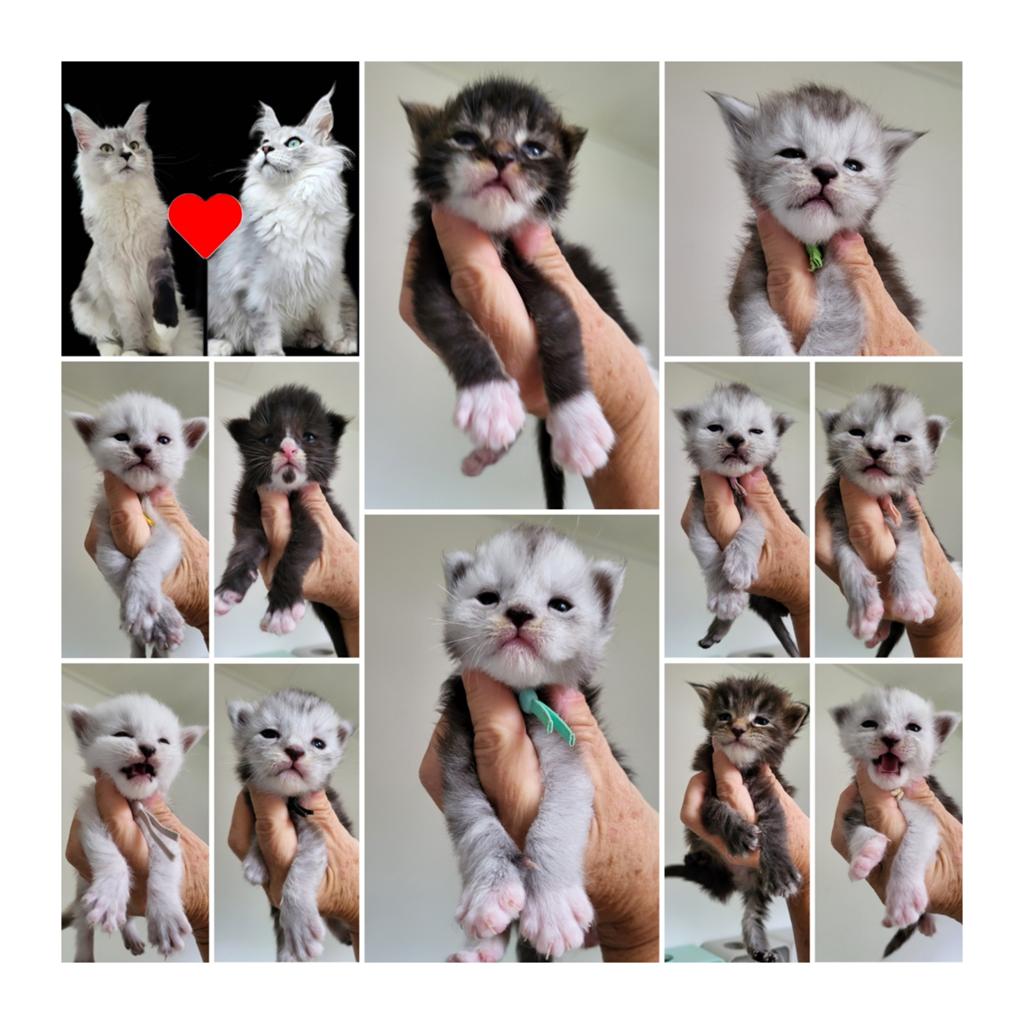 Maine Coon kittens ID garantiecontract, Meerdere dieren, Met stamboom, 0 tot 2 jaar