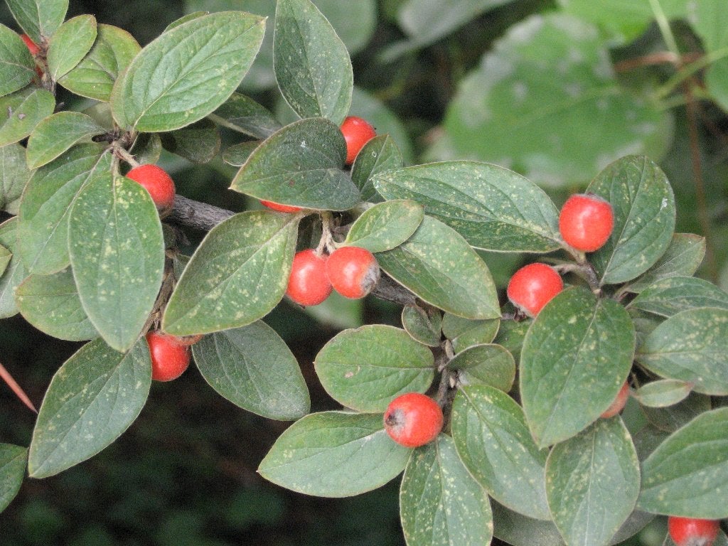 Cotoneaster simonsii, Dwergmispel, rode bessen, Overige soorten, Volle zon, Vaste plant, Ophalen of Verzenden