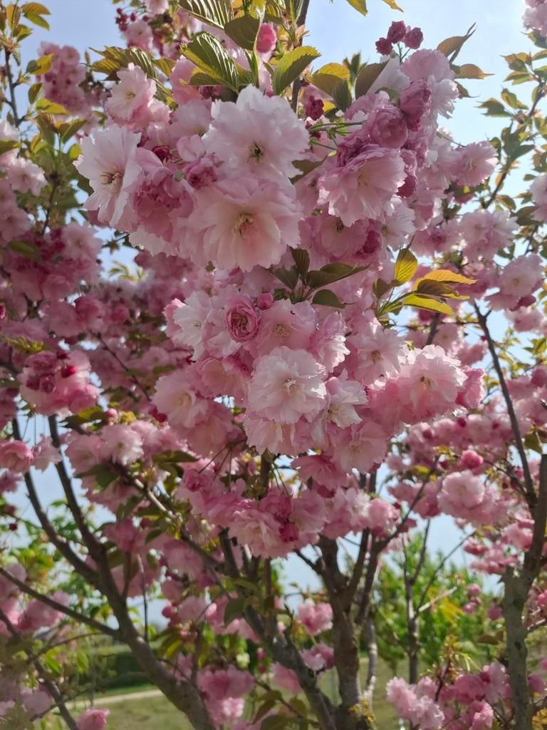 meerstammige sierkers prunus kanzan, Ophalen, In pot, Volle zon, Overige soorten
