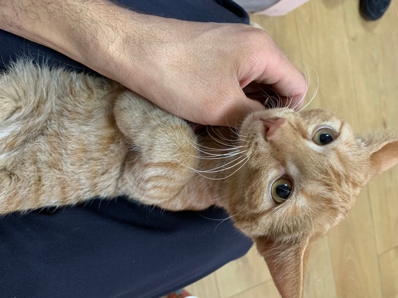 Kitten