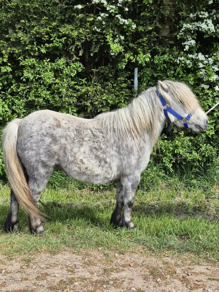 Mooie  schimmel shetlander merrie, Dieren en Toebehoren, Merrie