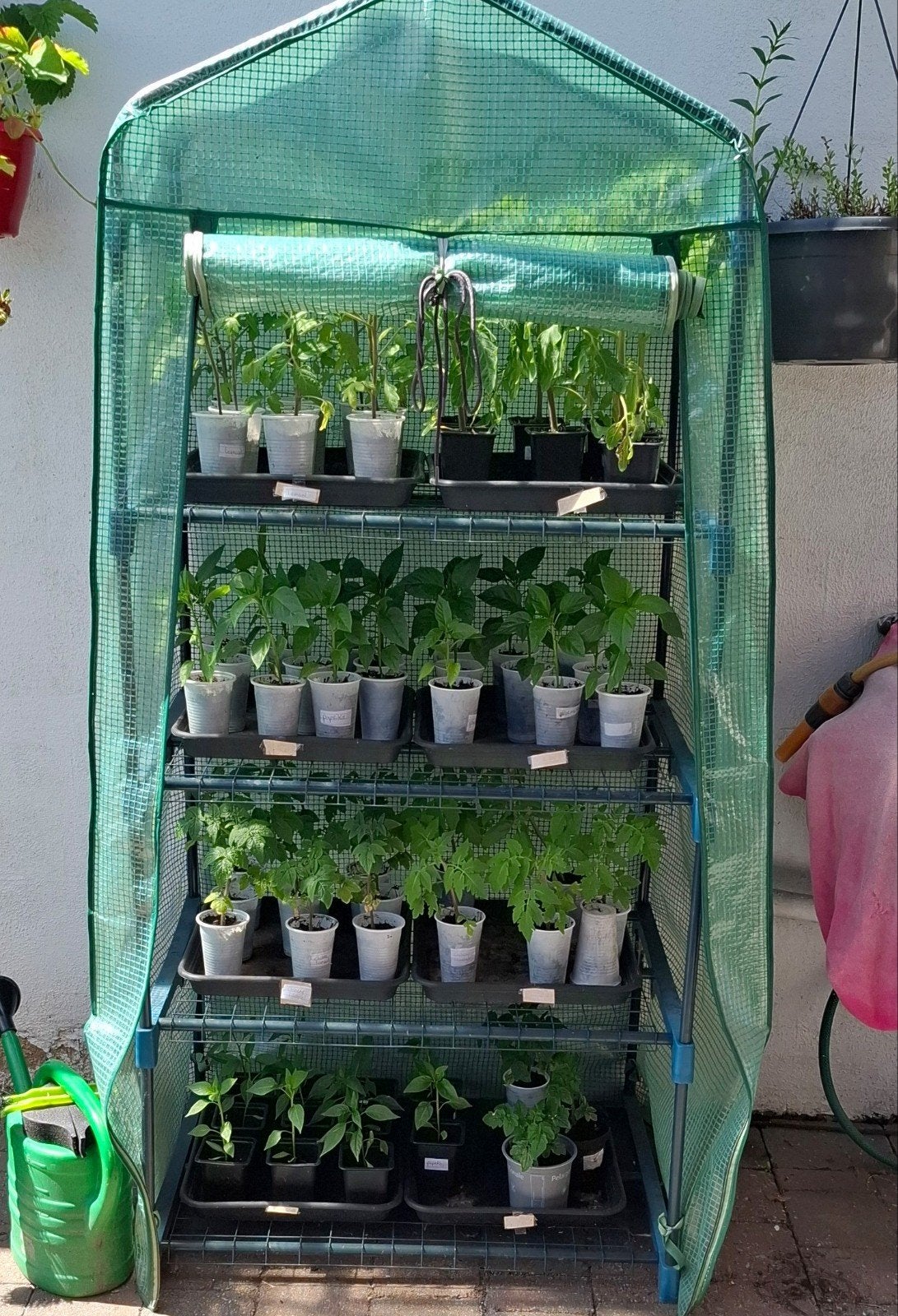 Planten, Ophalen, Eenjarig, Groenteplanten, Volle zon