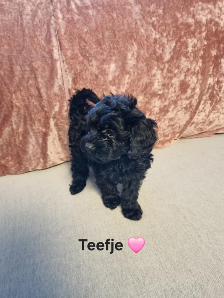 Cavapoo pups, Dieren en Toebehoren, 8 tot 15 weken, Parvo, Meerdere, Meerdere dieren