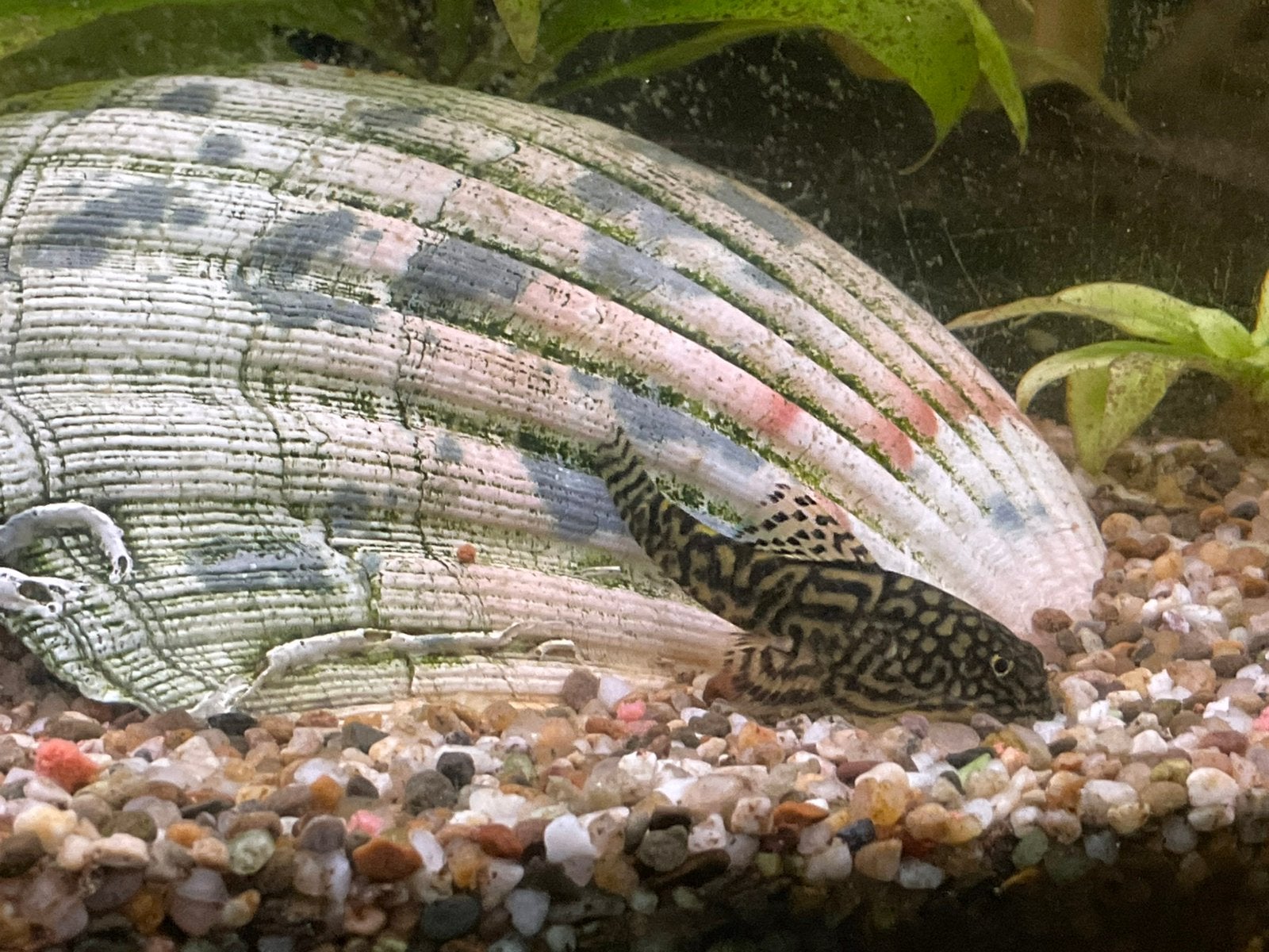 Sewellia Lineolata Algeneter “ gezocht “, Vis