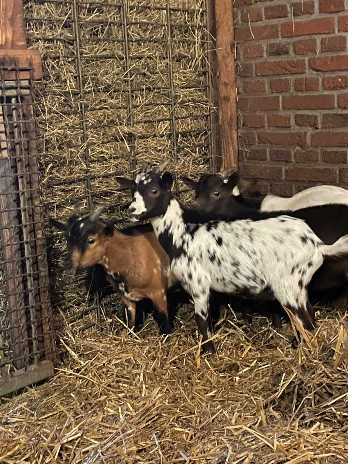 Dwergbokjes dwergbok bokjes, Dieren en Toebehoren, Mannelijk, Geit