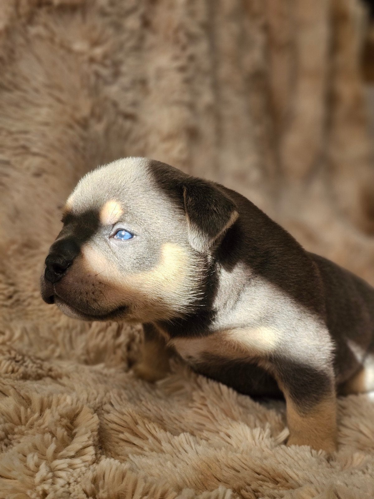 american pocket bully, Dieren en Toebehoren, 8 tot 15 weken, Meerdere, CDV (hondenziekte), Nederland