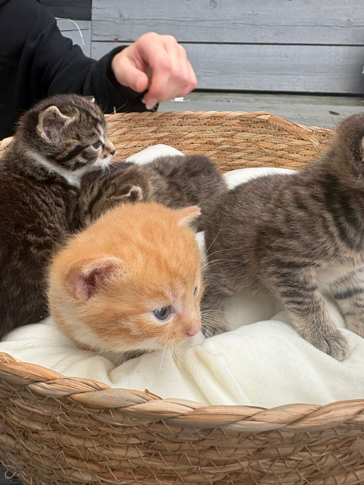 Lieve kittens, Geslacht onbekend