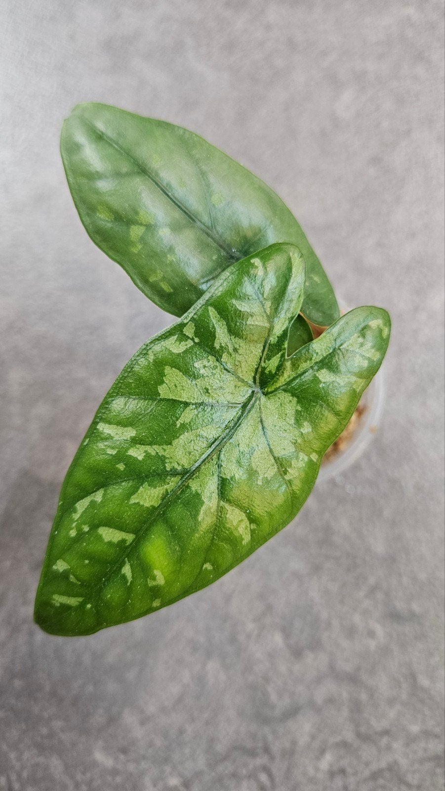 Alocasia boyceana ‘Shattered Glass’, Ophalen of Verzenden, Halfschaduw, Minder dan 100 cm
