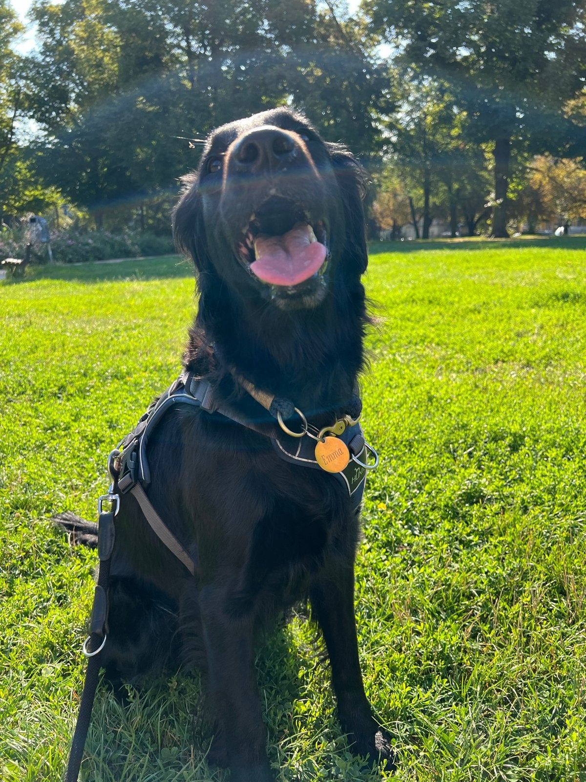 Dog sitting near Enka, Ophalen of Verzenden