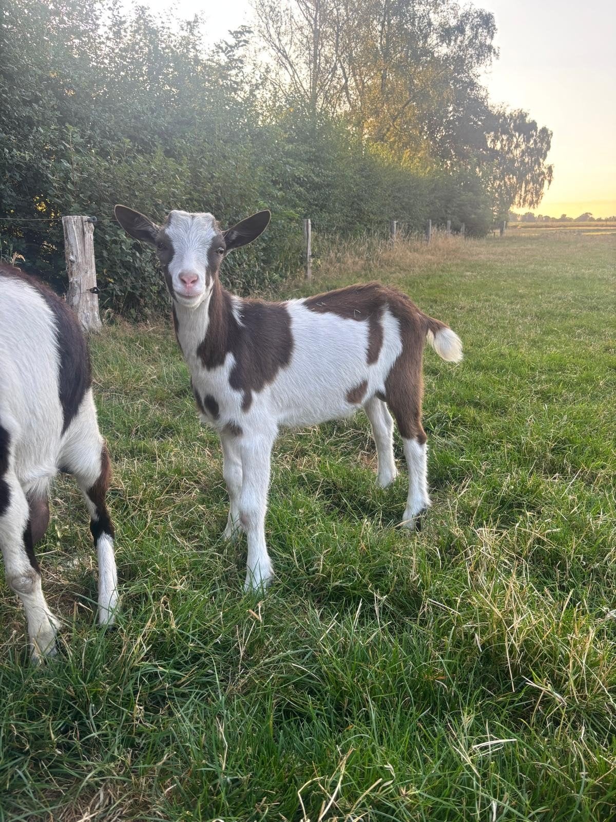 jonge bonte bok, 0 tot 2 jaar
