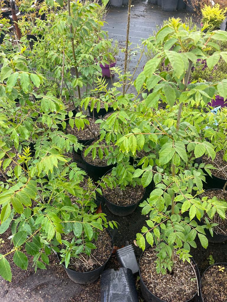 Bijenboom,  Tetradium daniellii, Overige soorten, 100 tot 250 cm, Zomer, Ophalen