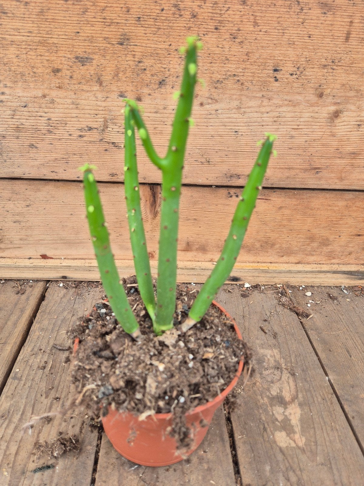 Euphorbia aeruginosa alluaudiiEuphorbia aeruginosa alluaudii